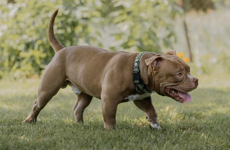 Un pitbull tue sa propriétaire et blesse trois personnes