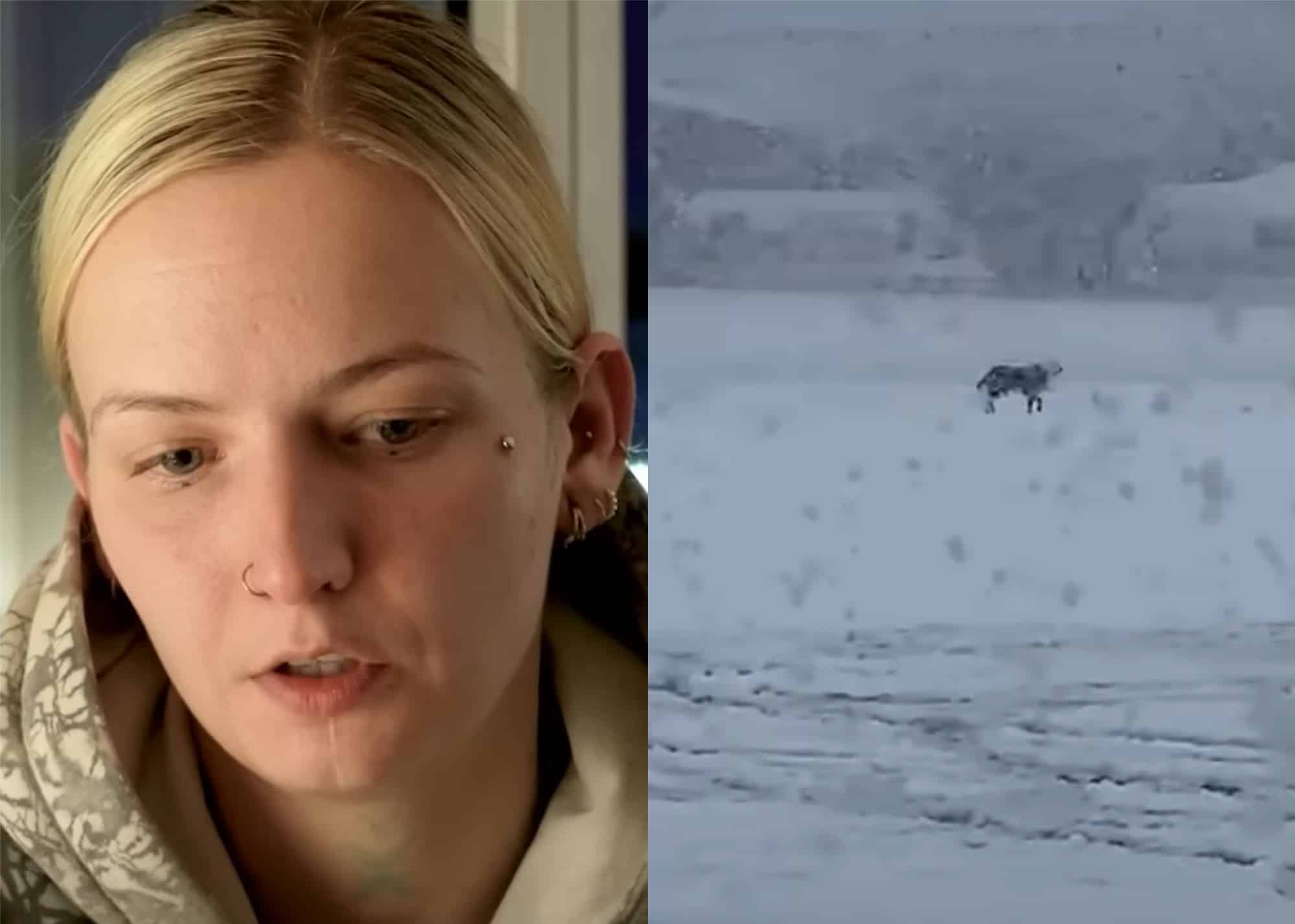 Une touriste désespérée après la fugue de sa chienne à l'aéroport