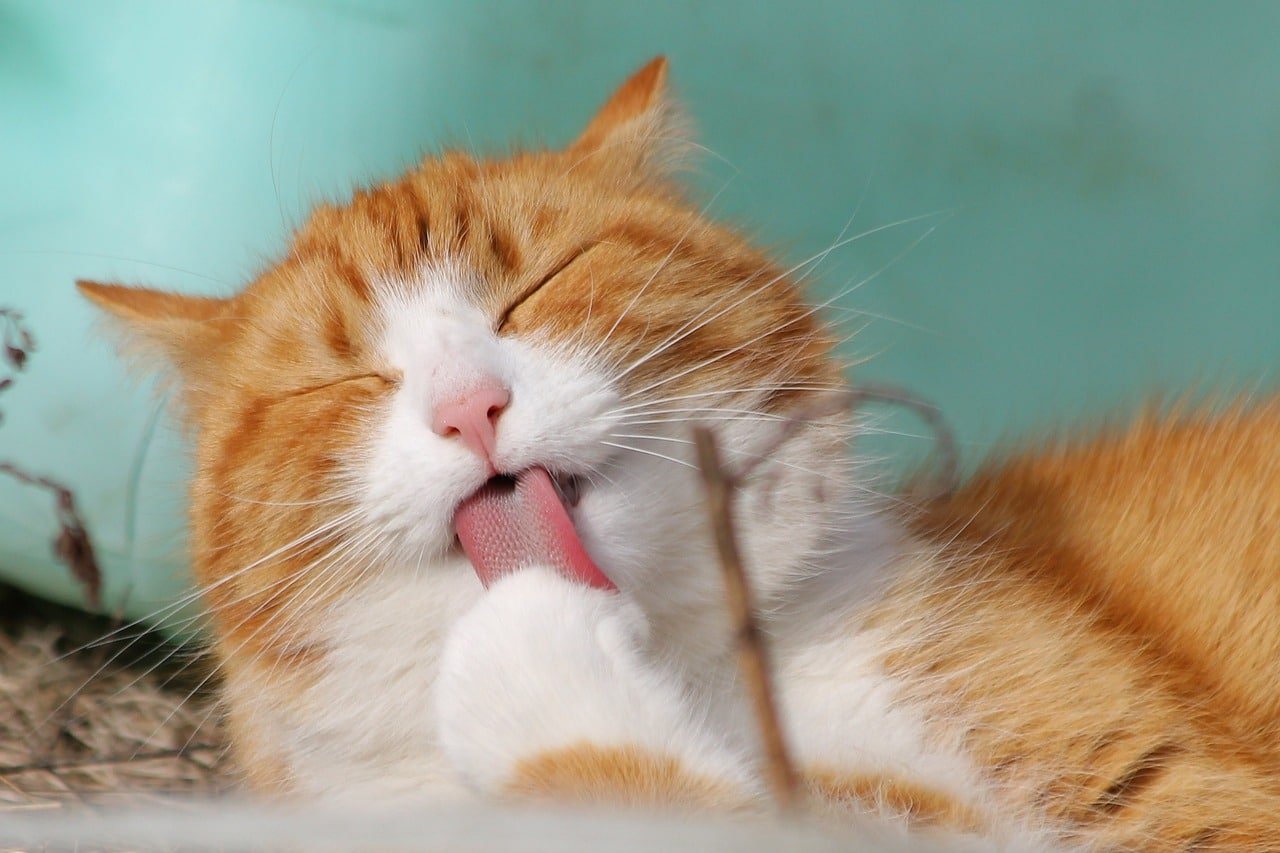 cat, pet, licking