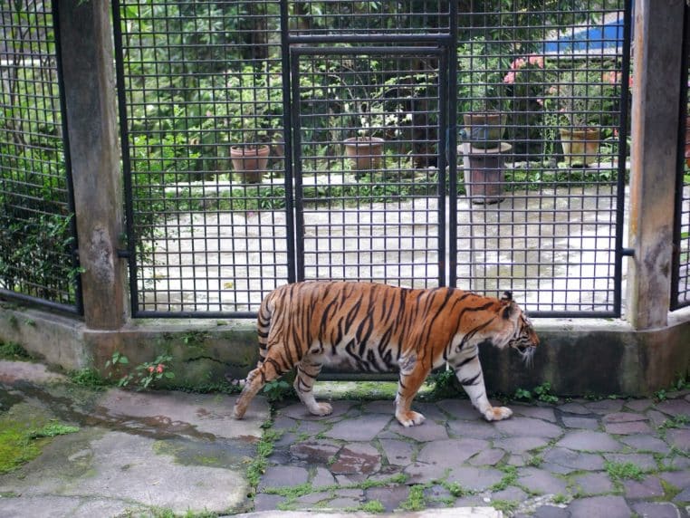 Leopard tigre libre