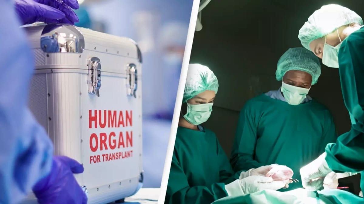 Scientifiques transplantation organes effets