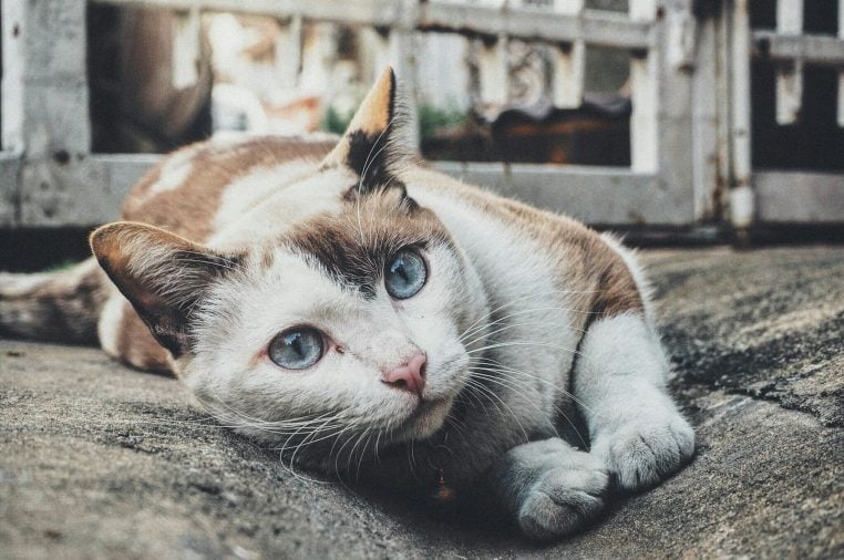 stériliser mon chat