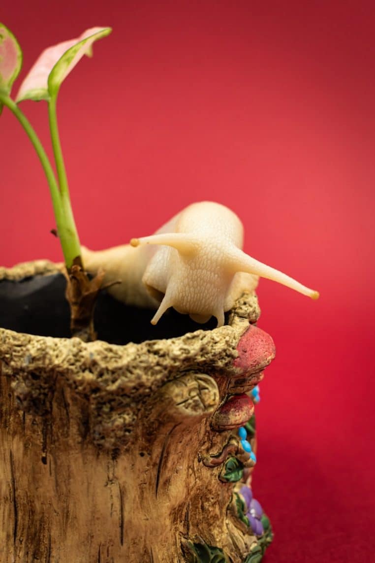 A close up of a plant in a vase