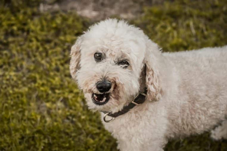 Charming white Poodle with curly fur enjoying a sunny day on the grass.