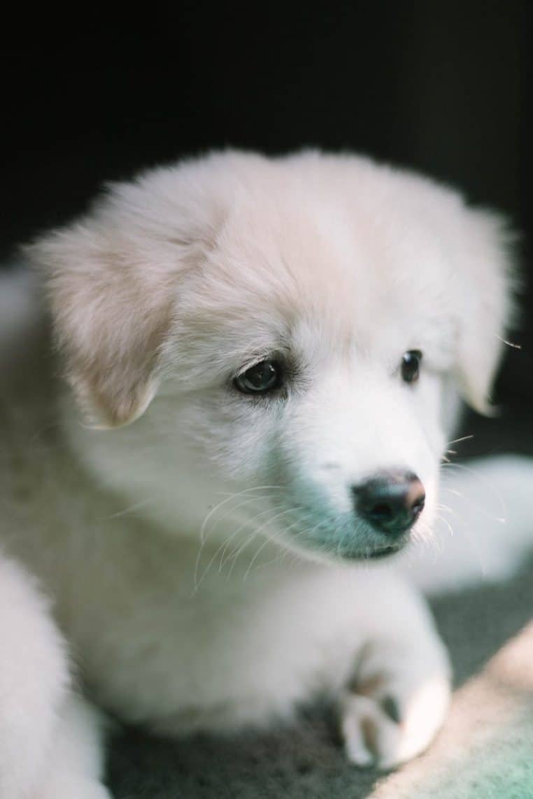 A cute and fluffy white puppy captured indoors with a soft, dreamy focus.