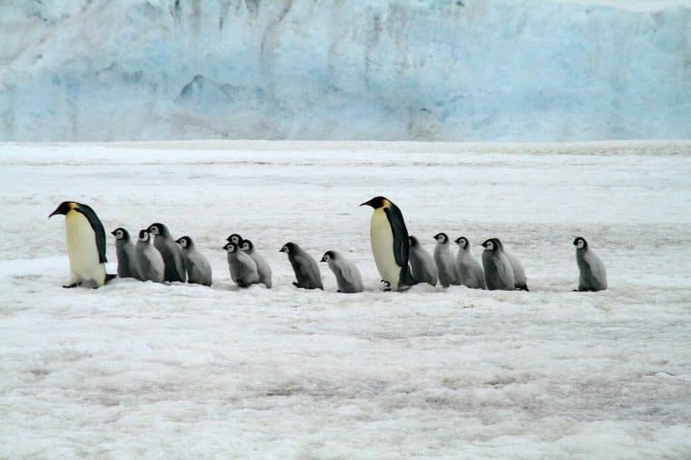 emperor penguins, antarctica, wildlife, penguin, antarctica, penguin, penguin, penguin, penguin, penguin