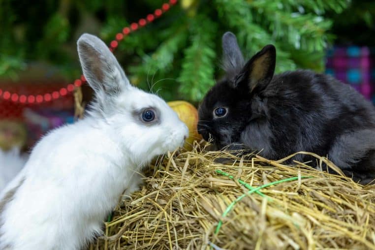 Charming close-up of a white and black rabbit on hay with festive decorations.