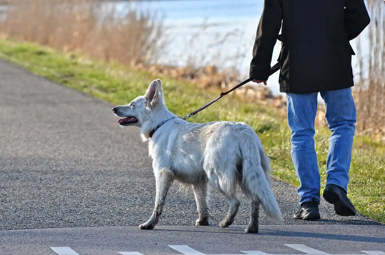 dog, canine, pet, mammal, animal, white dog, leash, man, person, people, walking the dog, leg, foot, nature, road, dog, leash, leash, leash, leash, leash