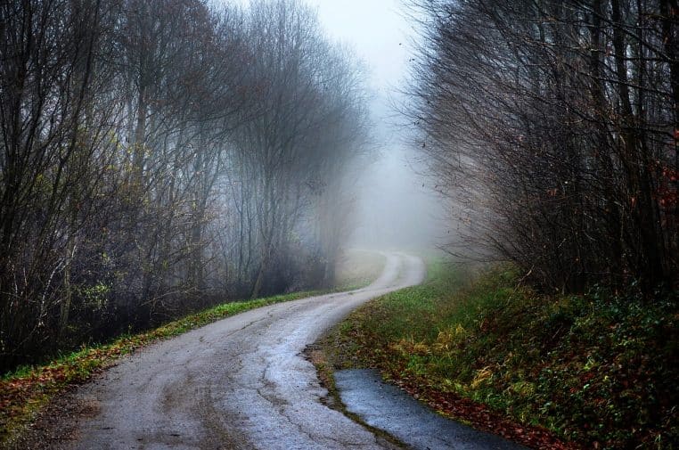 path, forest, fall, fog, wet, trees, nature, landscape, humid, nature, humid, humid, humid, humid, humid