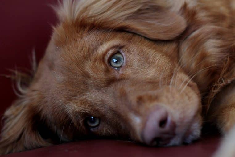 puppy, sweet, portrait