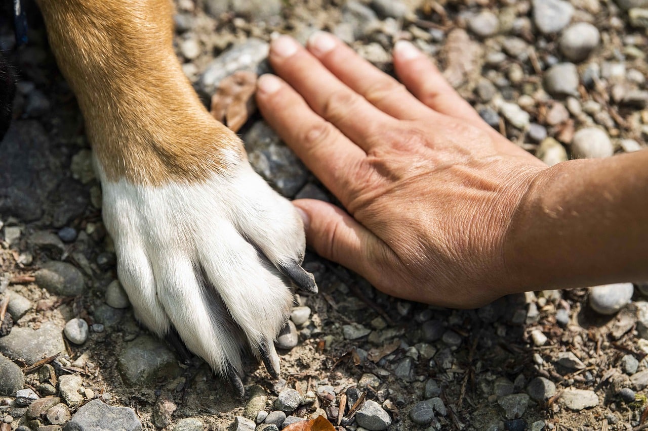 paw, animal, dog, hand, pet, friends, paw, paw, paw, dog, dog, dog, dog, dog, friends, friends, friends