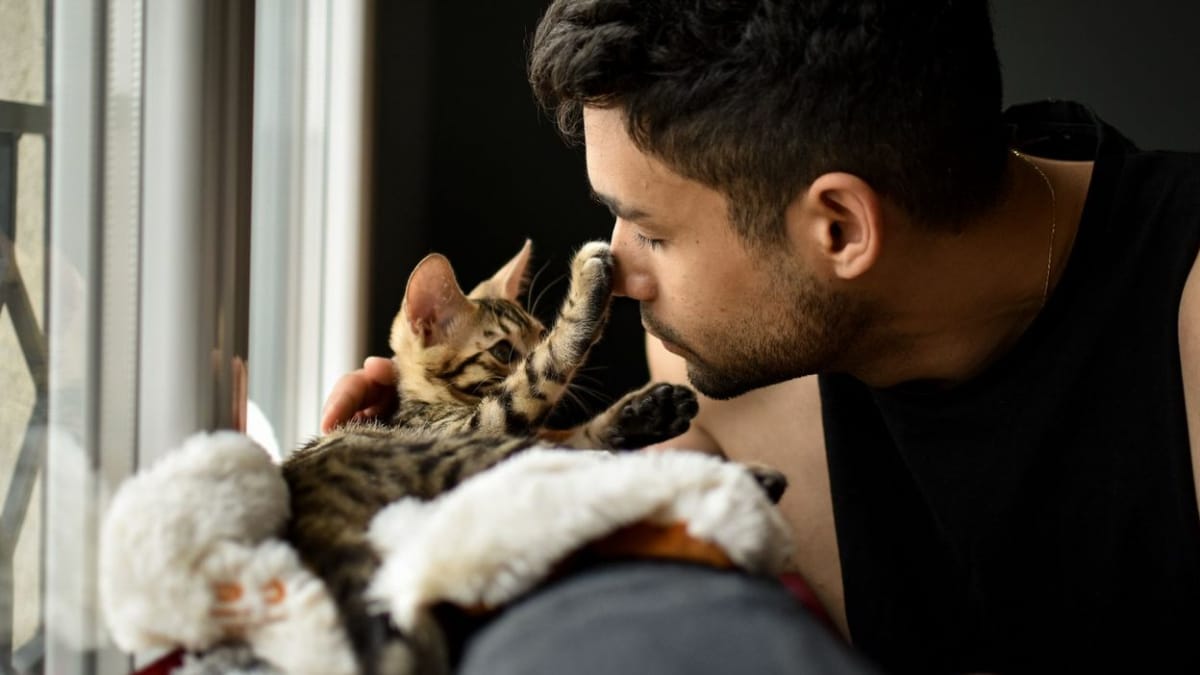 Chat homme