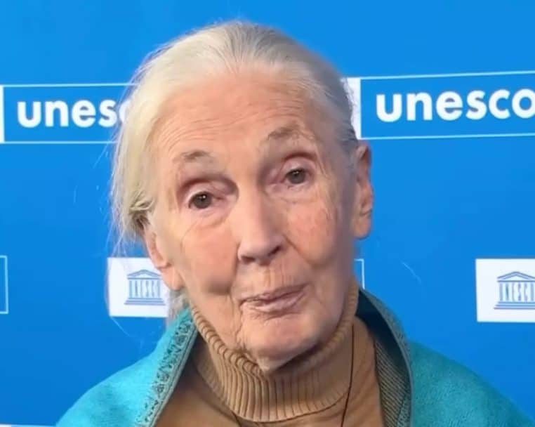 Chiens Jane Goodall