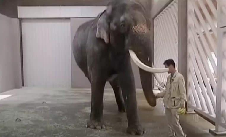 Elephant coreen Koshil