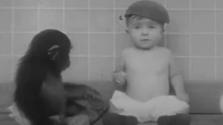 Experience enfant chimpanze