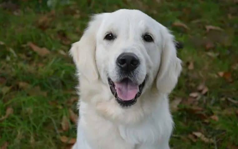 chien veut donner même prenom - copie