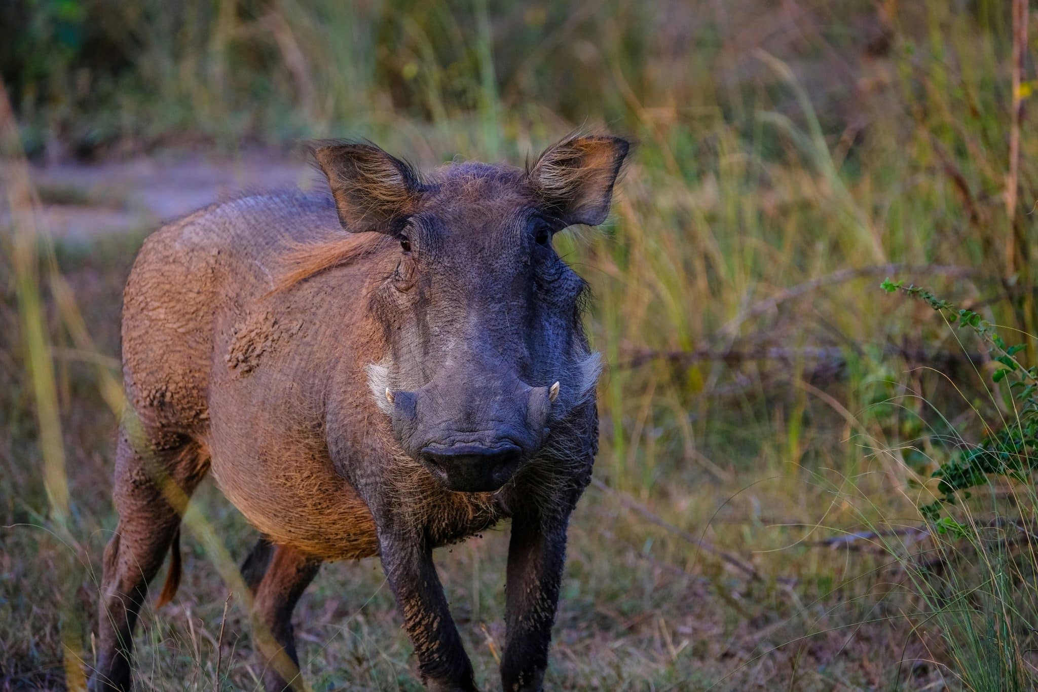 De la viande de sanglier retrouvée dans une boucherie halal