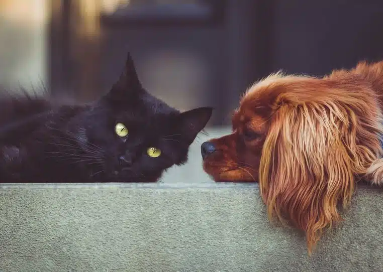 dog, cat, pets, mammals, animals, friends, friendship, brown dog, black cat, domestic, domestic animals, portrait, friendship day, dog, cat, pets, pets, pets, friendship, animal, friendship, friendship, pet, friendship, nature, friendship