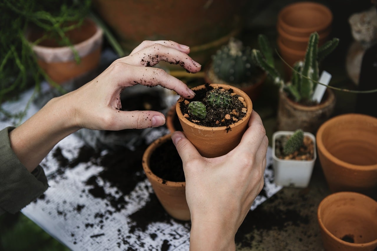 ecology, environment, garden, gardening, green, hobby, nature, plant, pots, working, woman, people, closeup, hands, potted plants, cacti, growing, planting, soild, gardening, gardening, gardening, gardening, gardening, working, potted plants, planting, planting