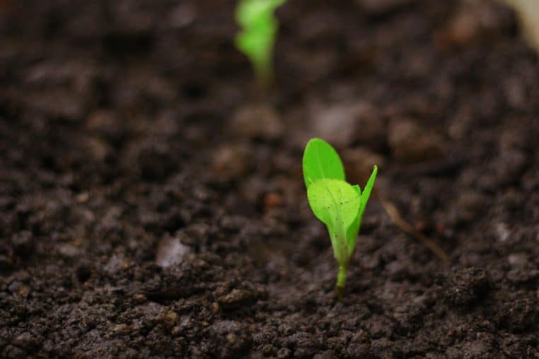 seedlings for planting, changes, seedlings, plantation, plantation background, nature, agriculture, season, development, farm, growth, growing, farming, farmland, agricultural, fields, culviation, plants, light, agronomy, plantation, plantation, agronomy, agronomy, agronomy, agronomy, agronomy