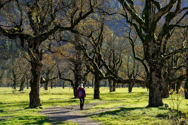 hike, nature, sycamore, woman, freedom, old trees, trees, forest, path, fall, walk, vacations, trees, trees, trees, trees, trees