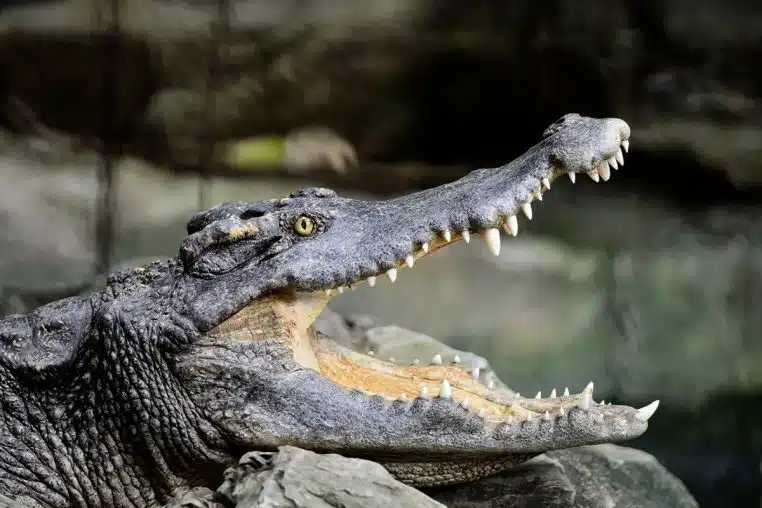 Crocodile dents