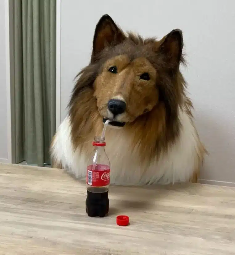 Homme Chien Toco