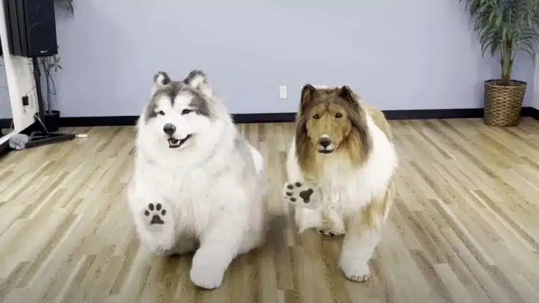 Homme Chien Zoo