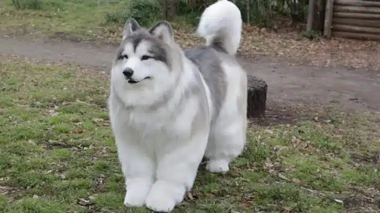 Homme Chien costume
