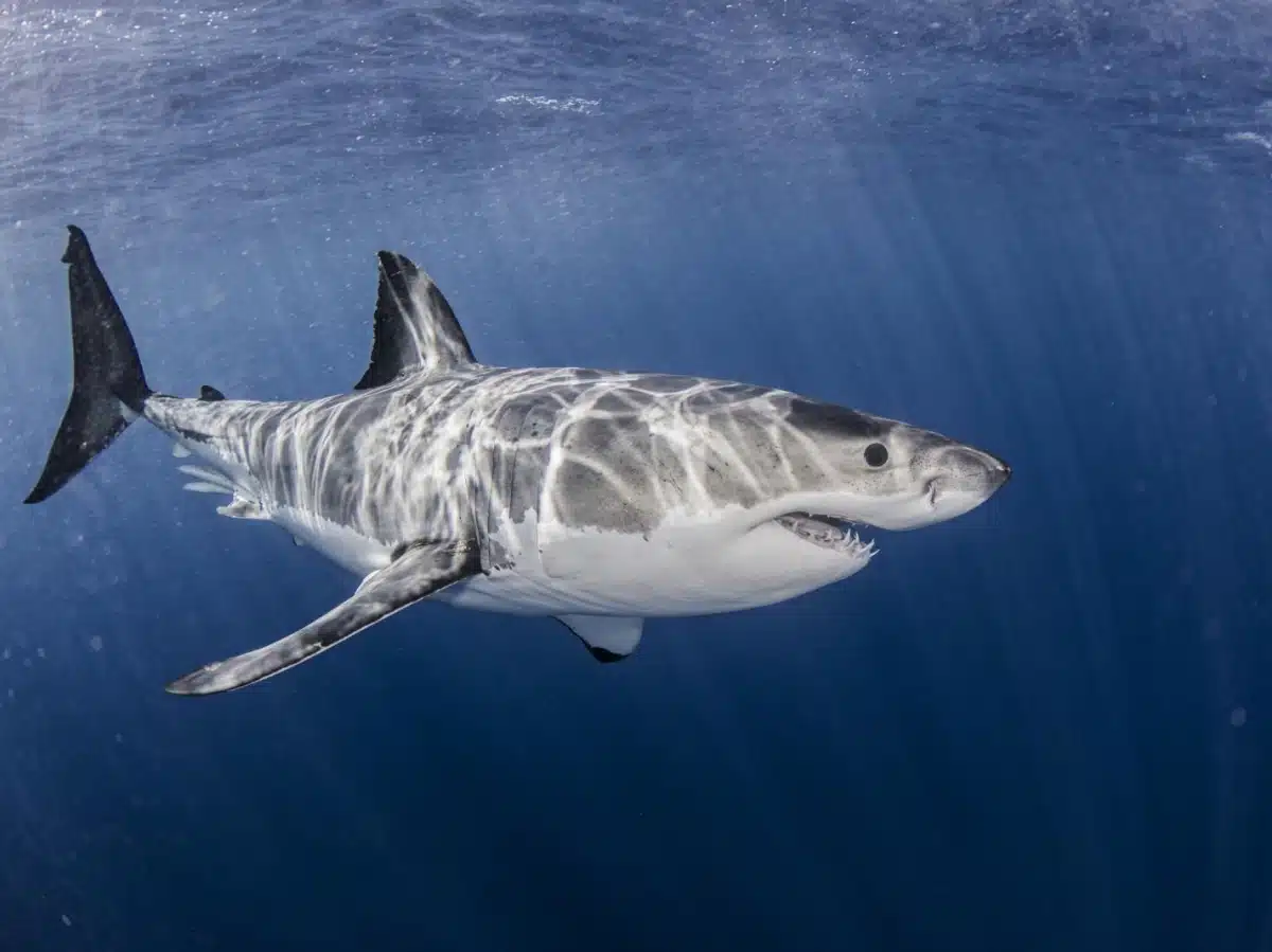 Requin blanc