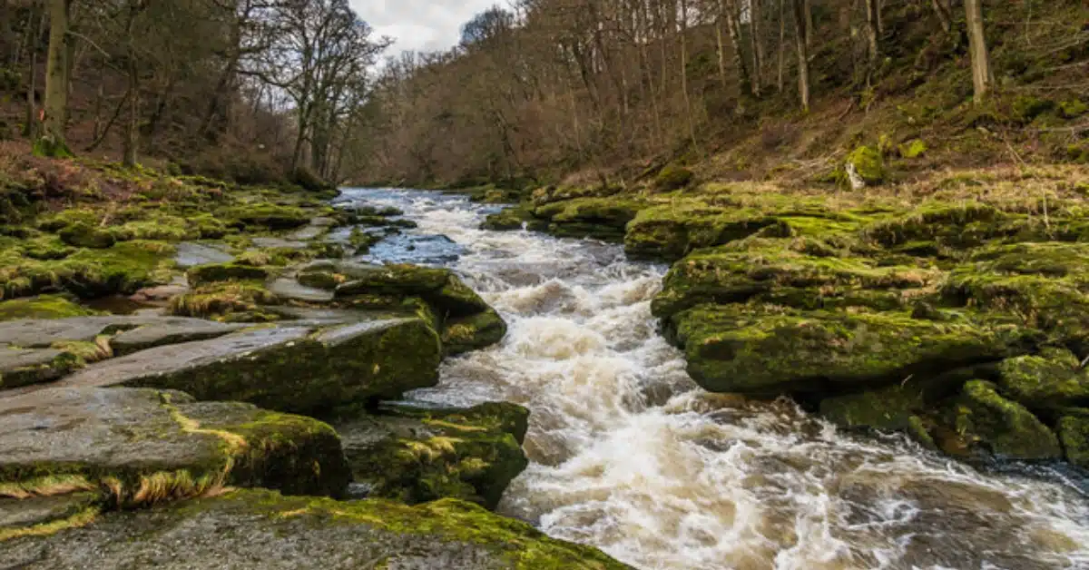 Riviere yorkshire