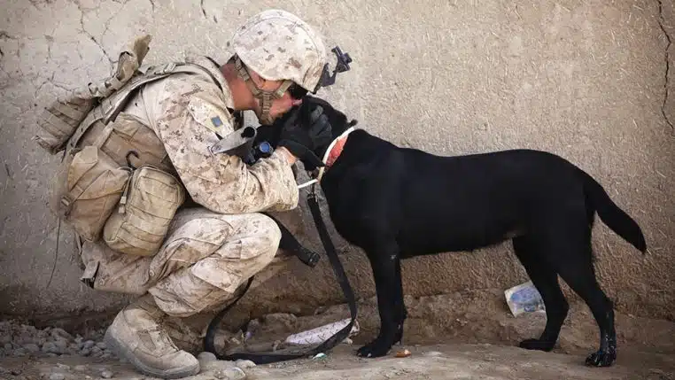 Soldat chien amis