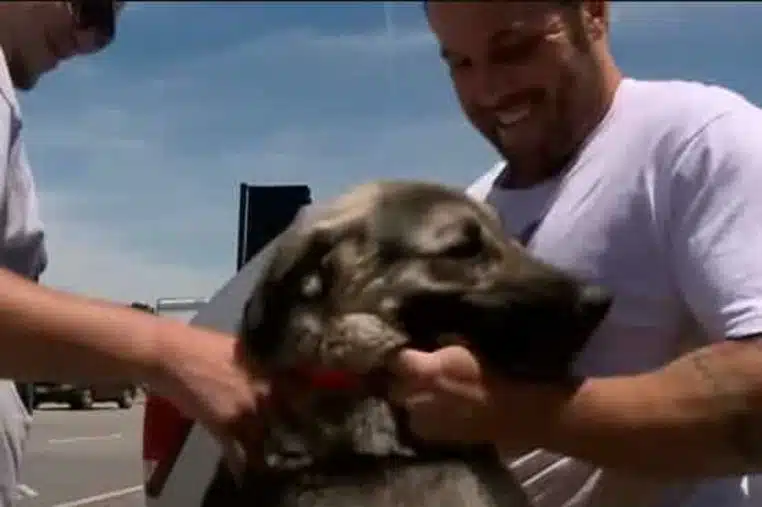 Soldat chien retrouvailles
