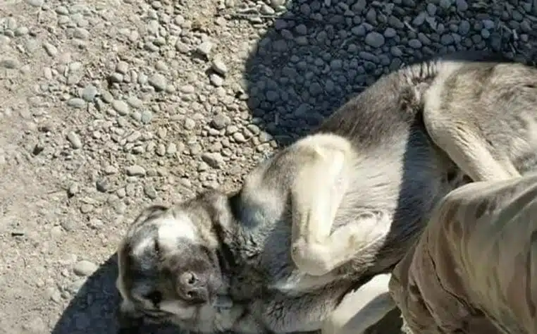 Soldat chien seul