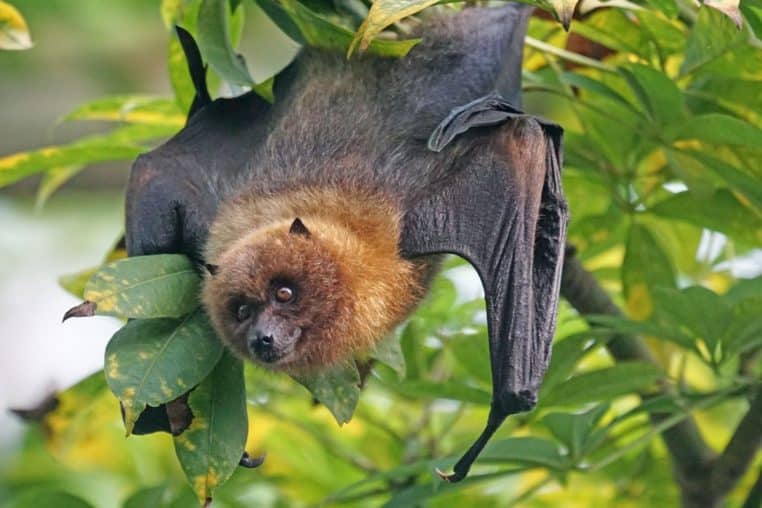 chauve souris