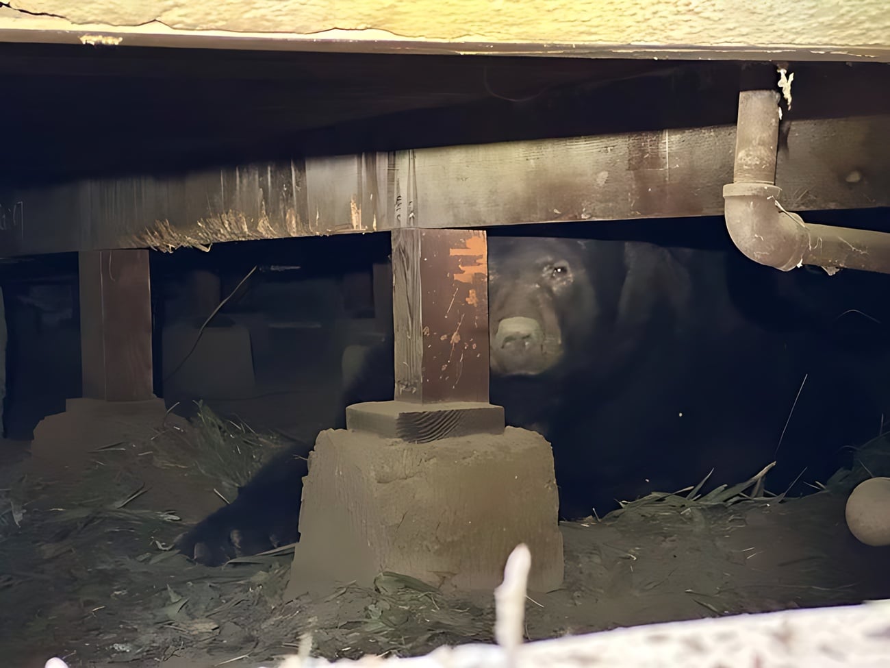 Il découvre un ours dans le sous-sol de sa maison