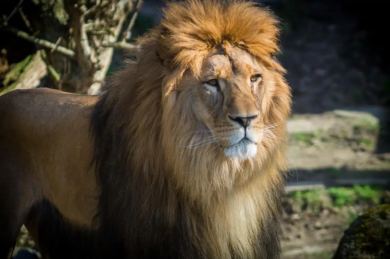 Un guide trouve un lion en détresse dans la savane : l'échographie révèle l'impensable