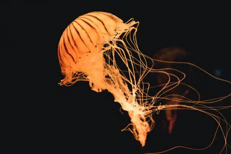 meduse