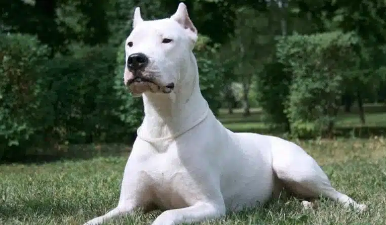 Dogue Argentin