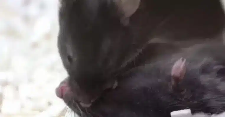 Souris bouche a bouche