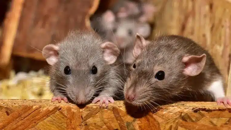 Souris enfermees