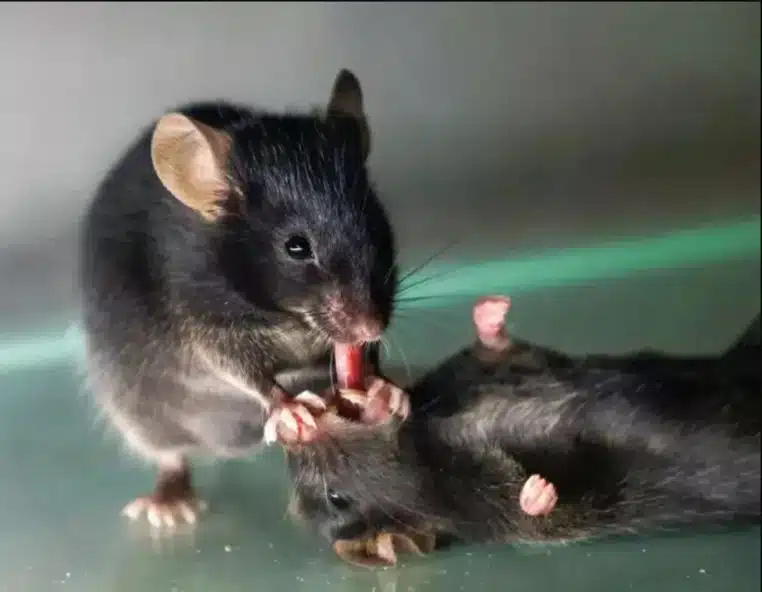 Souris entraide