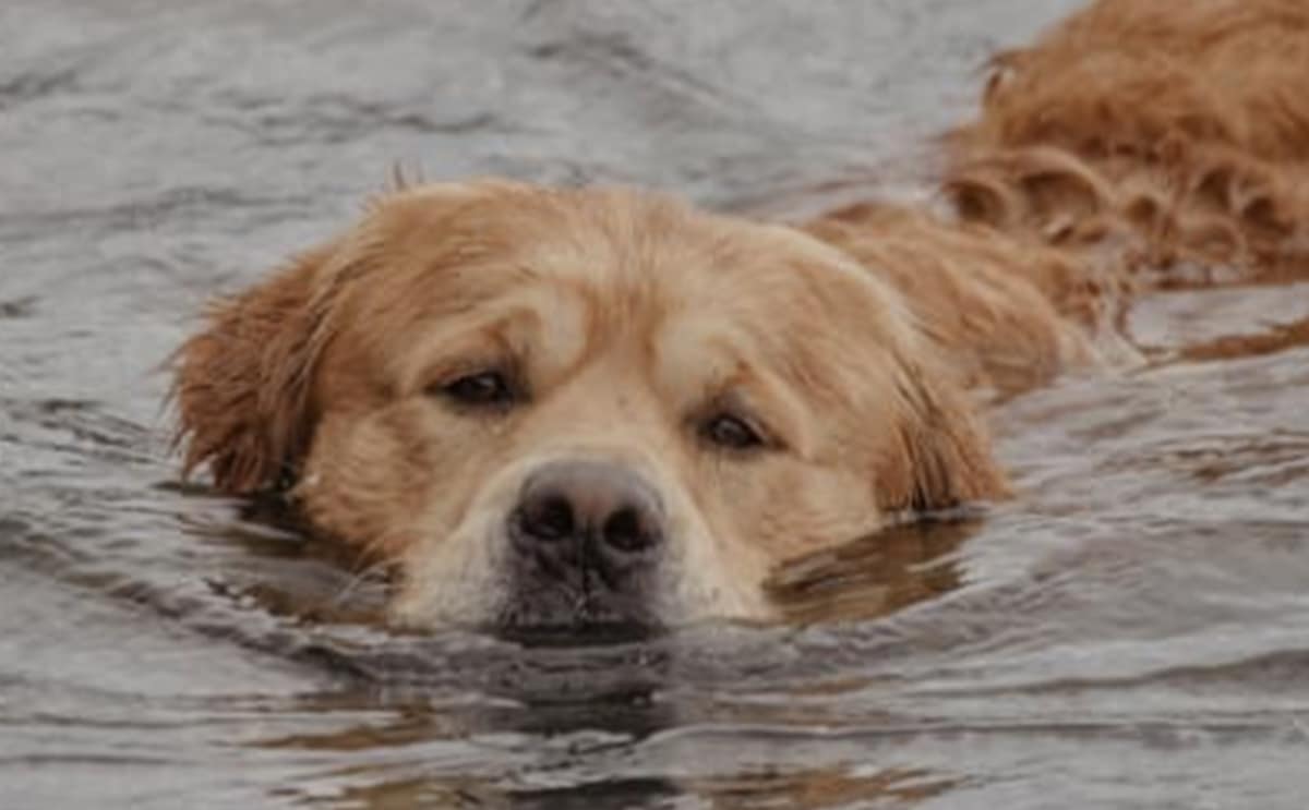 chien nage actualité