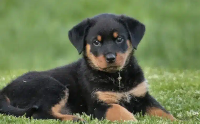 chien info
