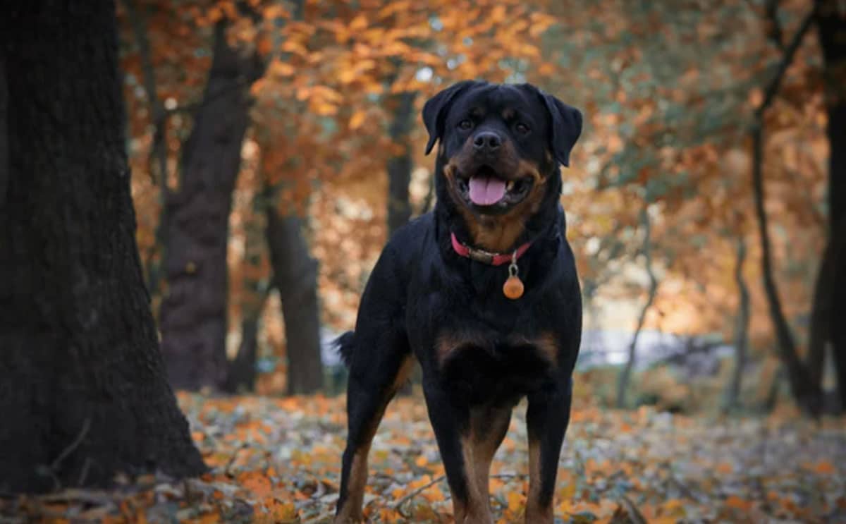 chien info