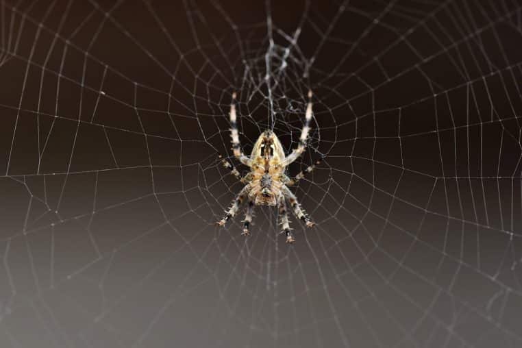 Femmes victimes d'agressions sexuelles "à l'araignée" : "Spiderman", le suspect, a été arrêté par la police