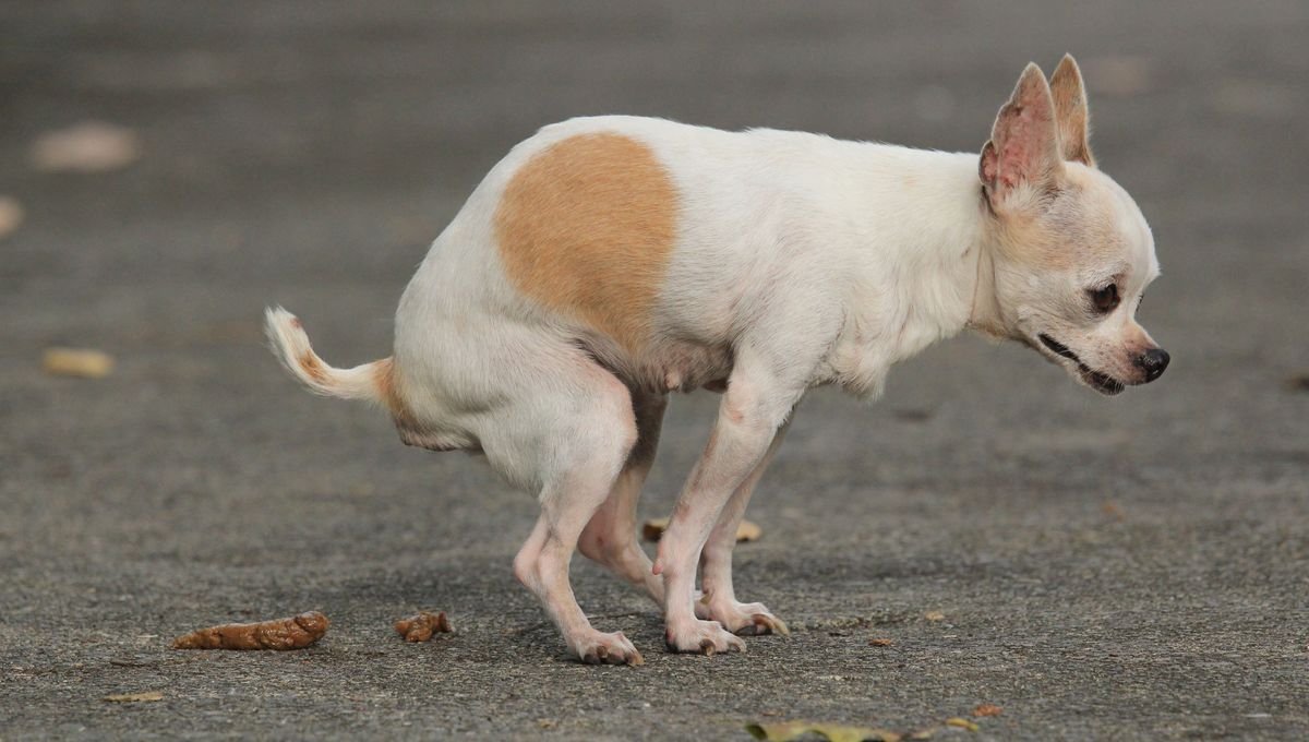 Chien Crotte blanche