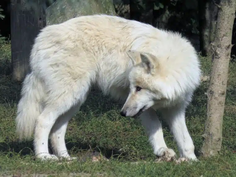 Loup sinistre histoire