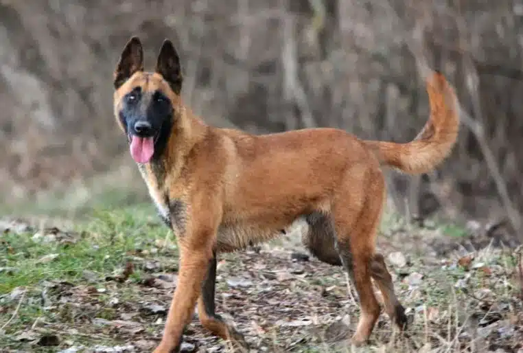 Malinois Maltraitance