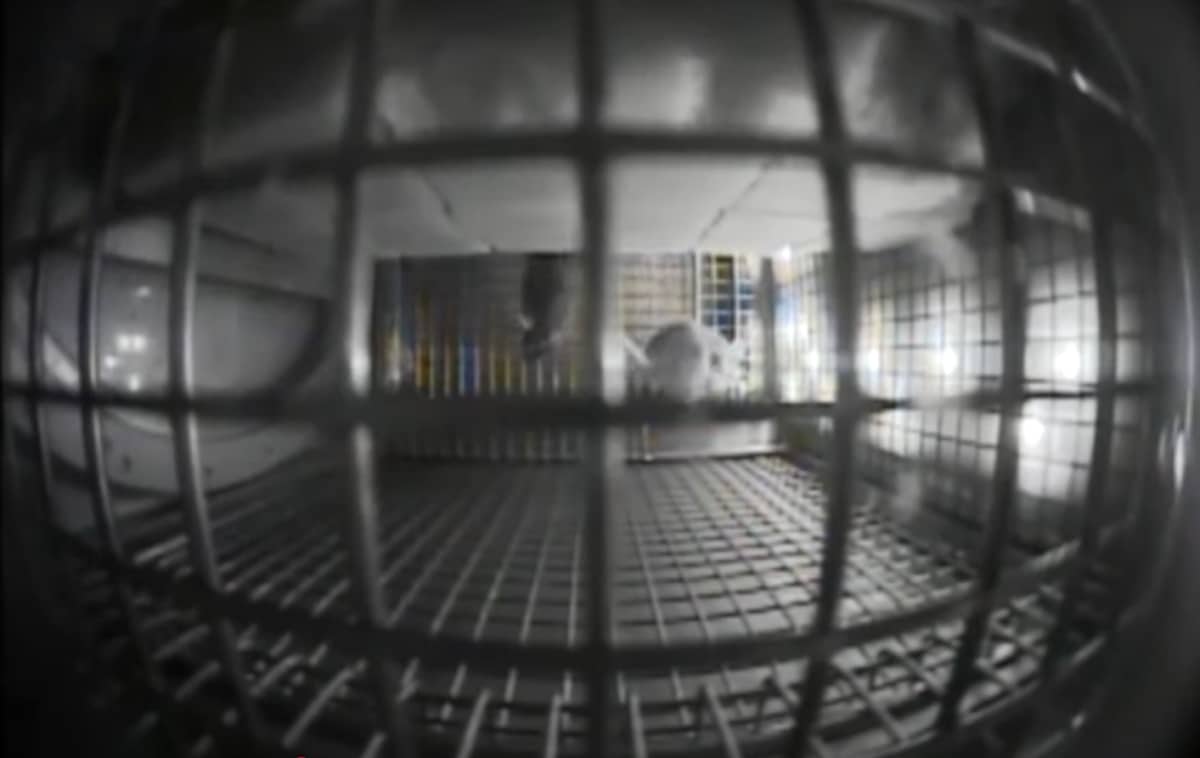 Souris espace cage